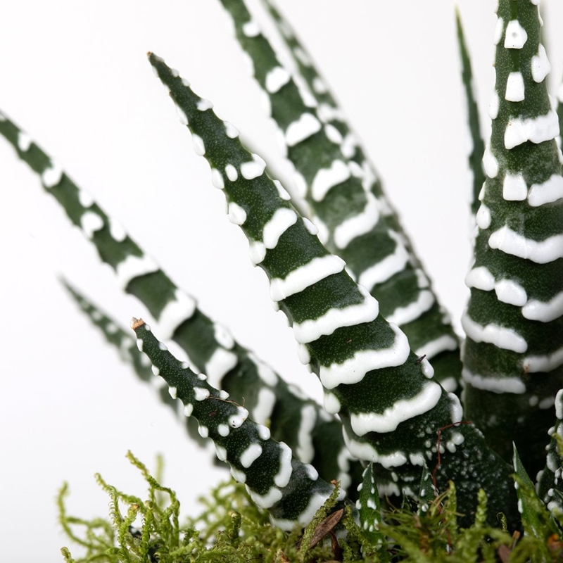 Haworthia Big Band