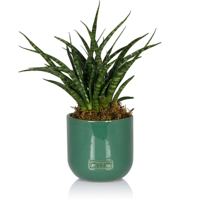 Sansevieria Punk