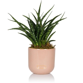 Sansevieria Punk